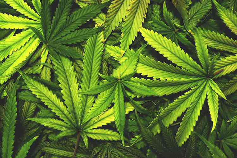 Conservatory Cannabis lets the good times roll