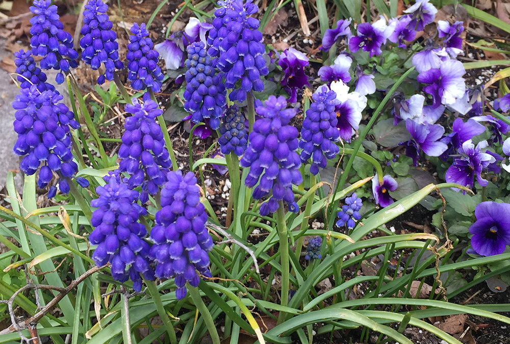 Feeling blue in the best sort of way with grape hyacinths