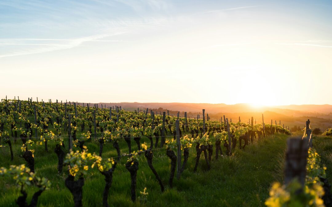 One type of wine, five flavors: How vineyards’ growing conditions affect taste