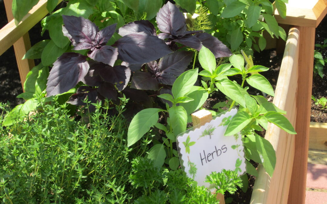 Mosaic seeks donations for therapy garden 